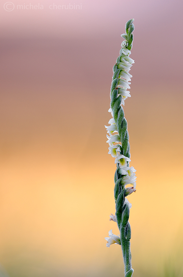 Spiranthes spiralis